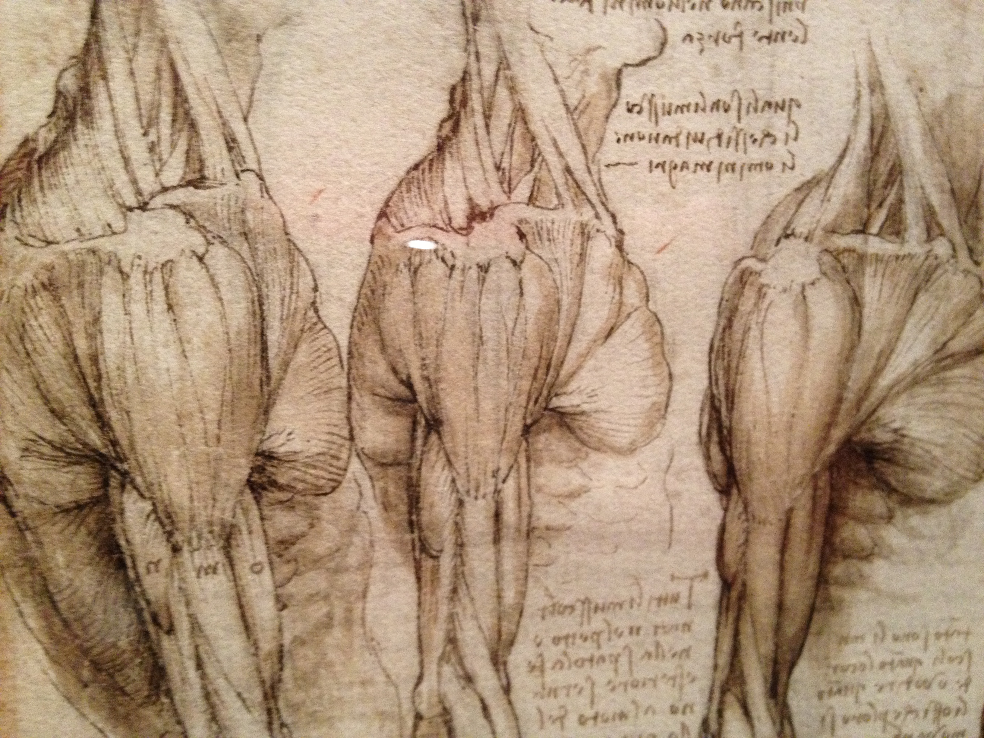 Leonardo da Vinci Anatomist Mondegro